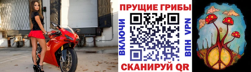 Псилоцибиновые грибы Psilocybine cubensis  Шахты 